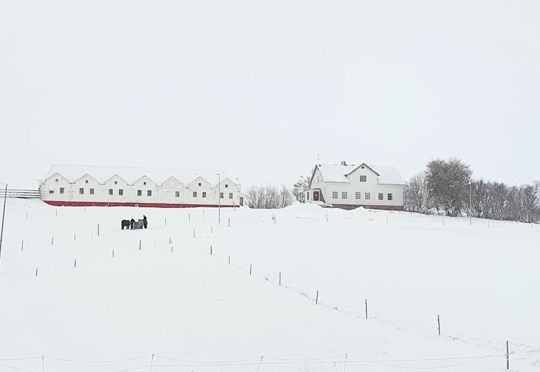 Helluland Guesthouse Saudarkrokur Esterno foto